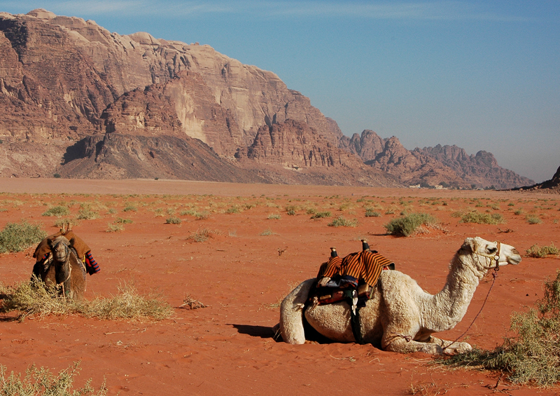 kamel_wadi rum